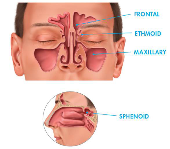 The Sinuses